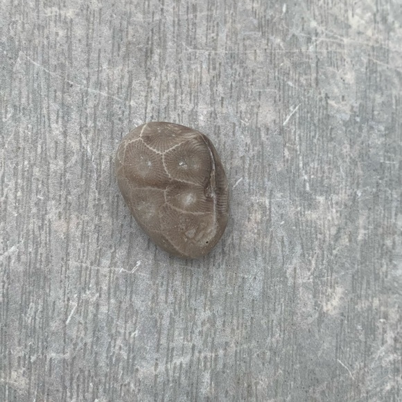 Petoskey stone - Picture 4 of 5